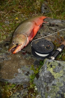 Nieri� (Rautu) 1,60 kg